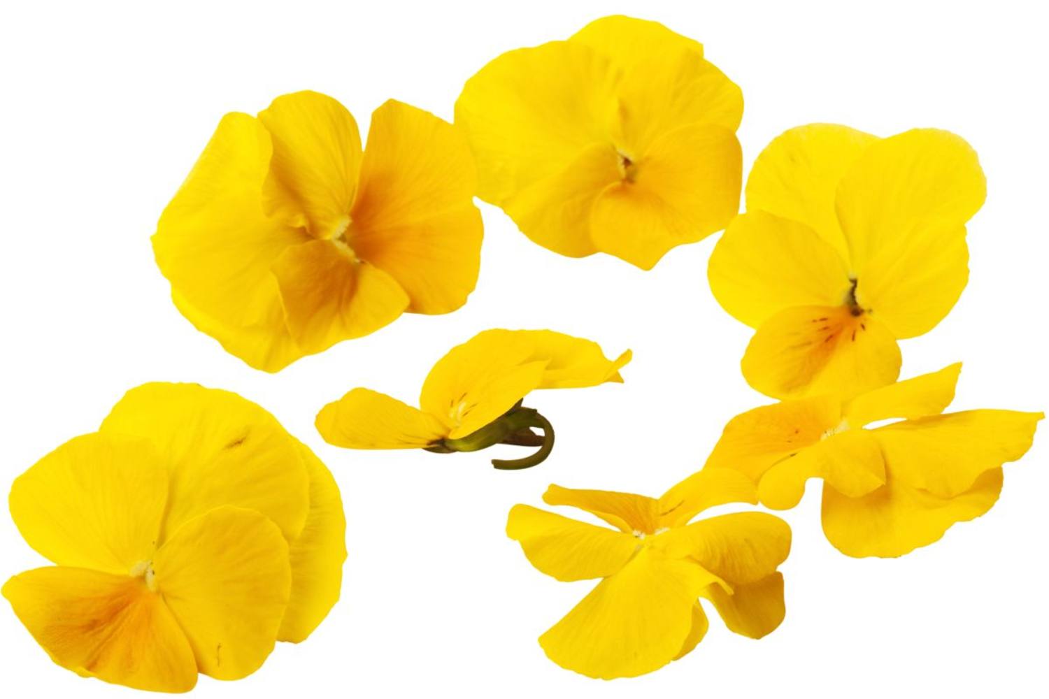 Eetbare bloem gele viooltjes 20-25st kist 18 stuks 1