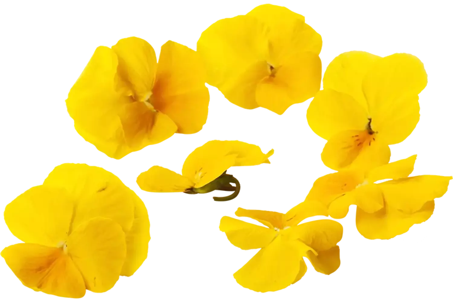 Eetbare bloem gele viooltjes 30-40st stuk