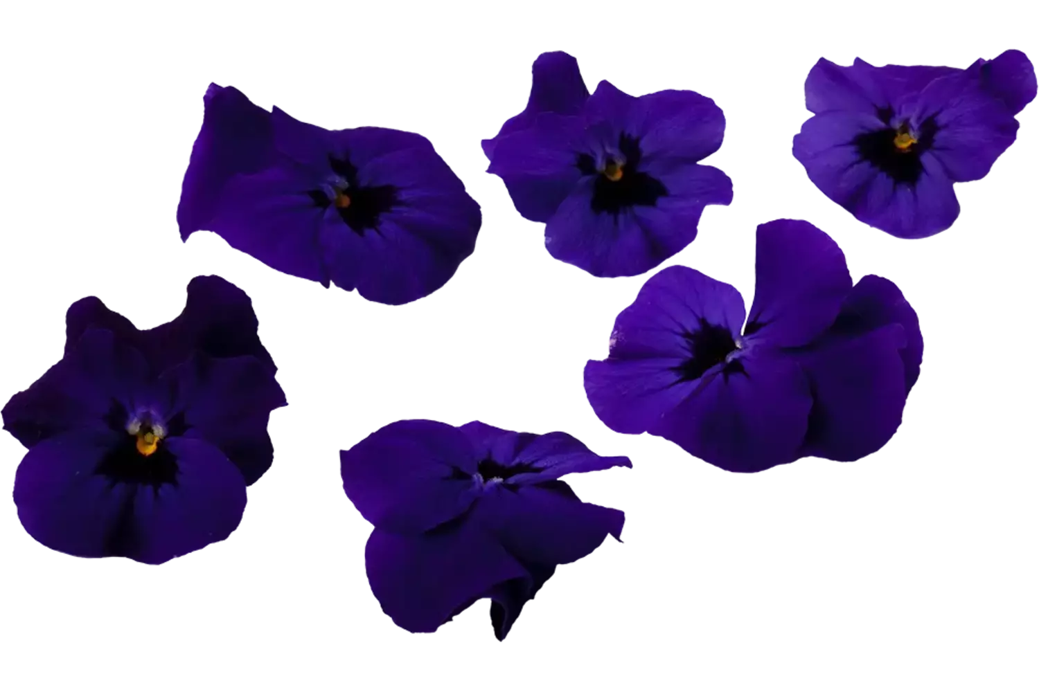 Eetbare bloem paarse viooltjes 30-40st kist 18 stuks