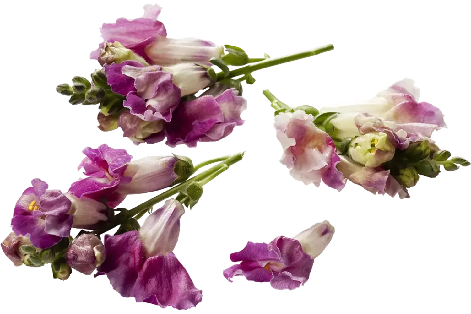 Eetbare bloem Lekker Leeuwenbekken stuk