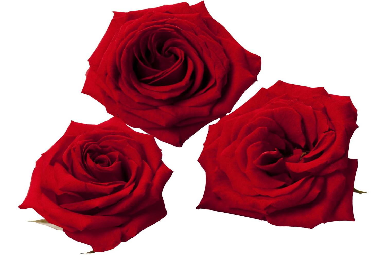 Eetbare bloem romantische rozen rood stuk 1