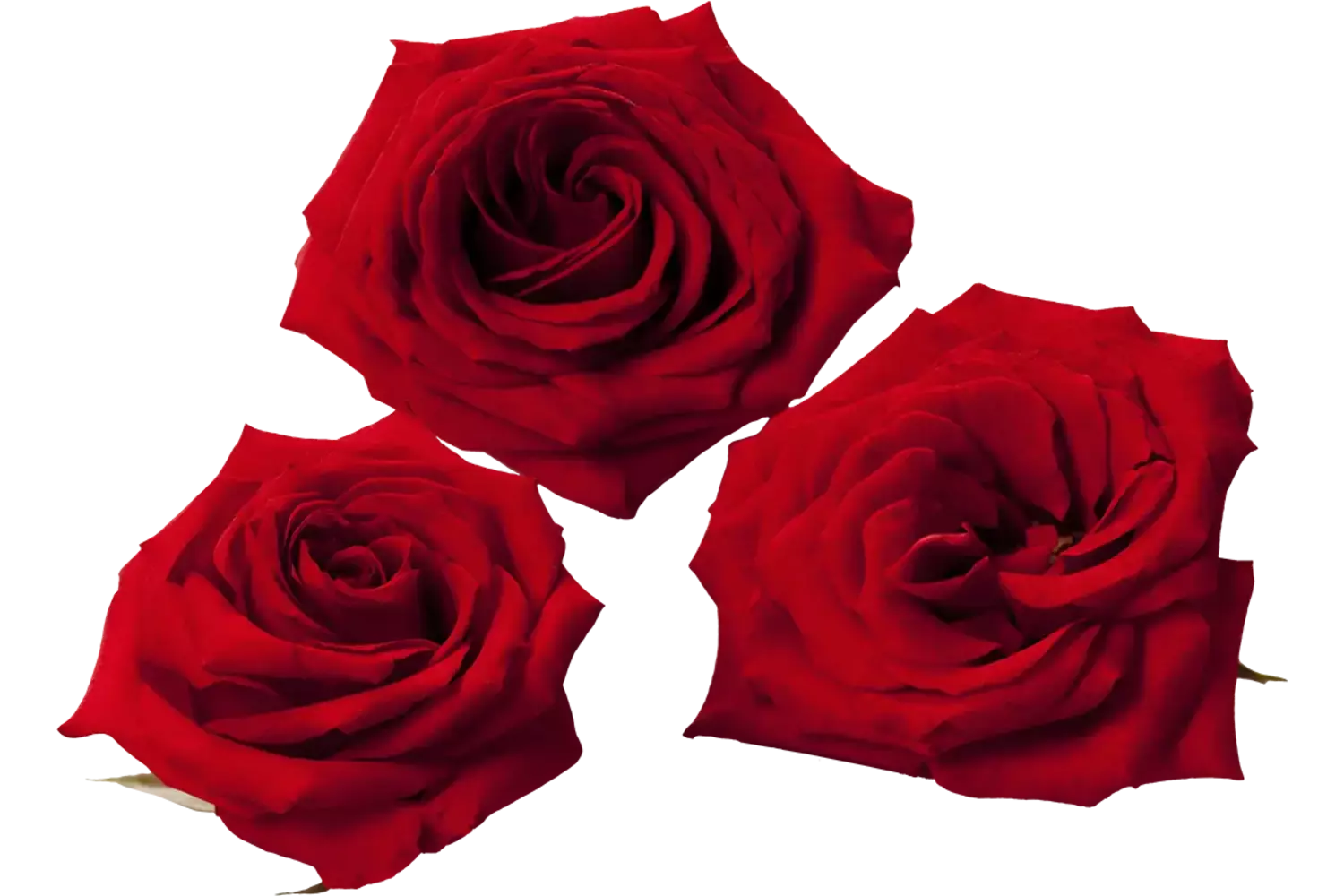 Eetbare bloem Rozen (10 st.) stuk