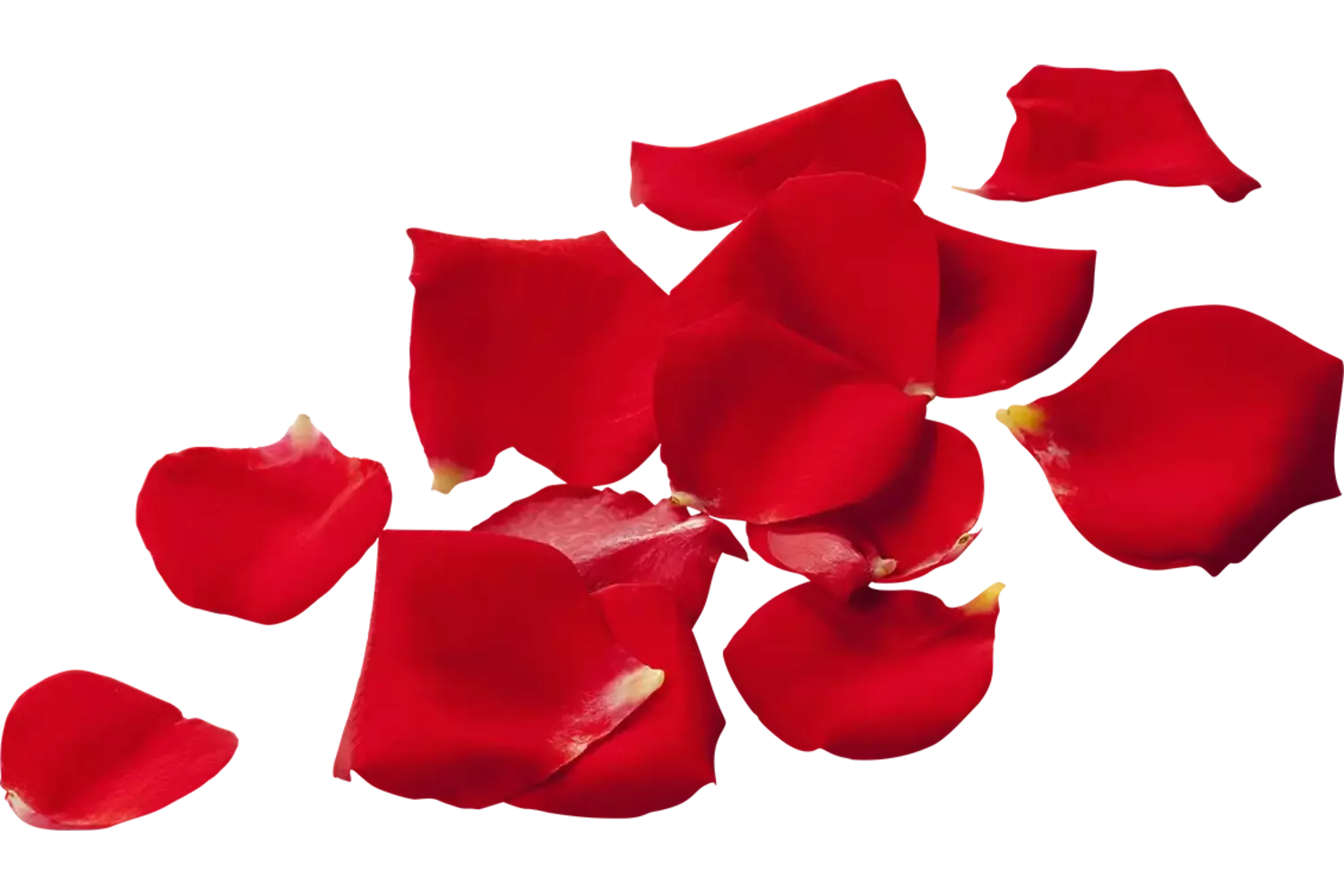 Eetbare bloem Rozenblaadjes (150-200st) stuk
