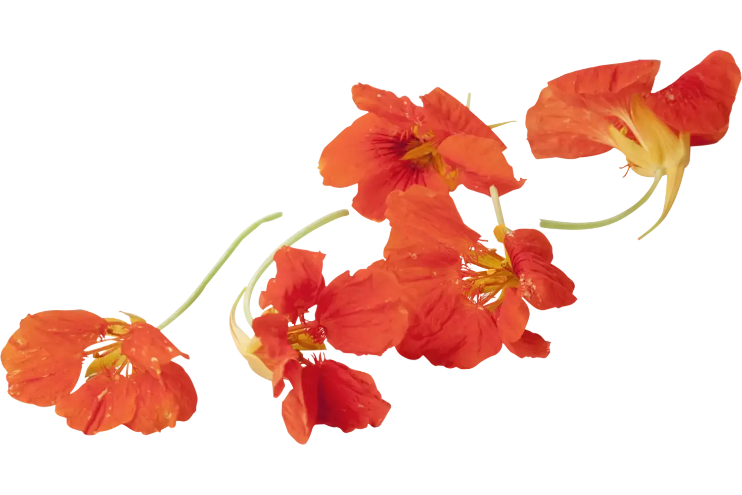 Eetbare bloem Oost-Indische Kers +-- 5st stuk