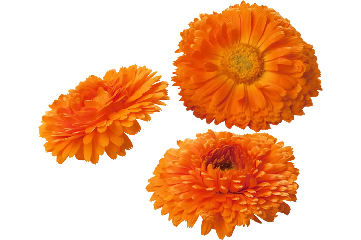 Eebare bloem Calendula-Goudsbloem 6-8st stuk