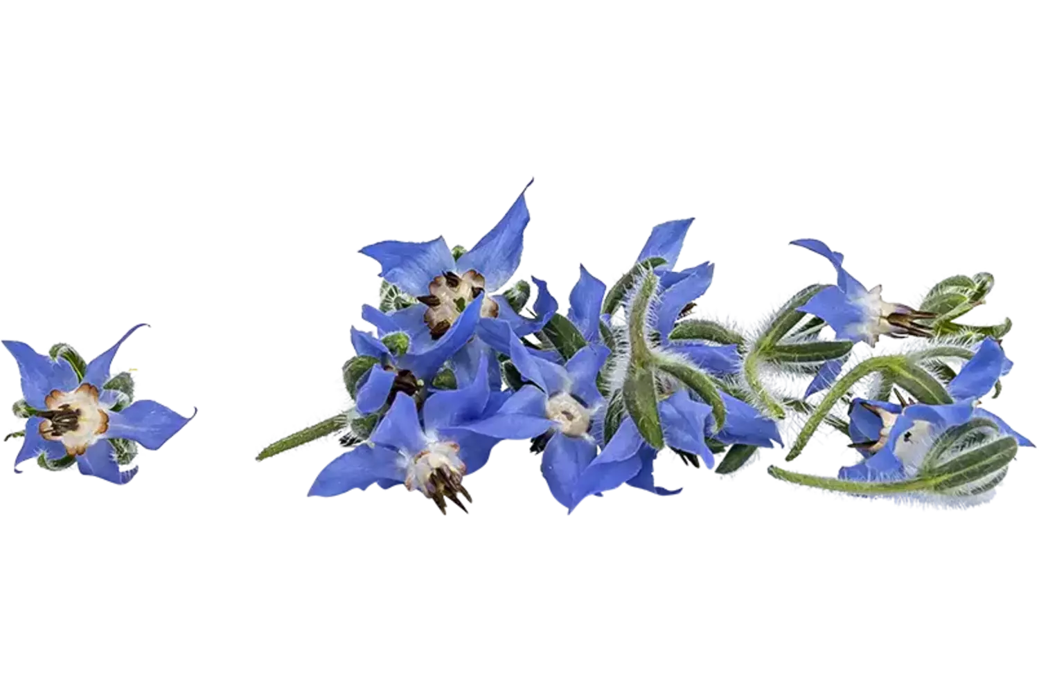 Eetbare bloem Borage (20-25 st.) stuk