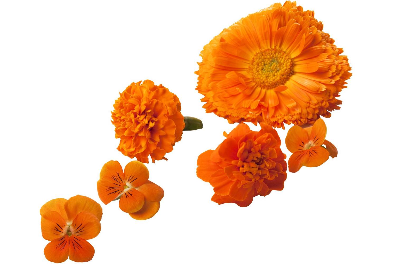 Eetbare bloem Oranje stuk 1