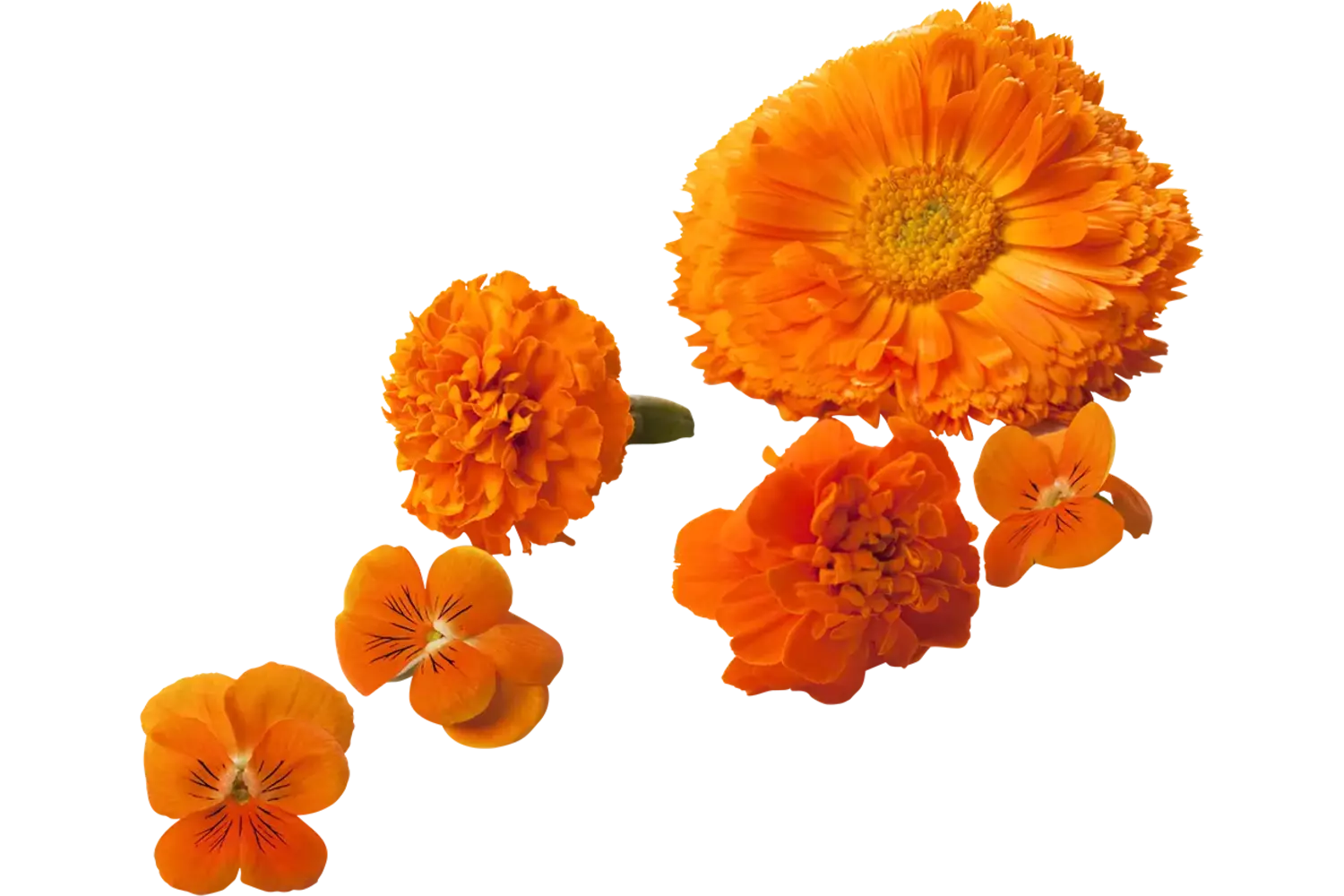 Eetbare bloem Oranje mix 18-23 st stuk