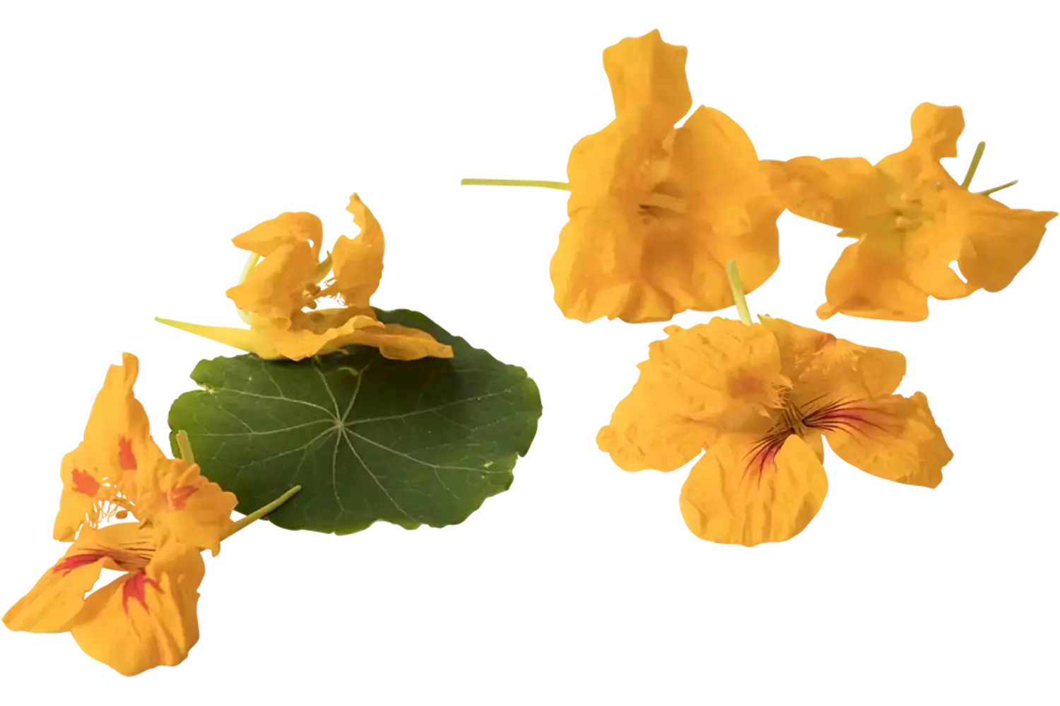 Fleur comestible fleur de capucin 20pc pièce