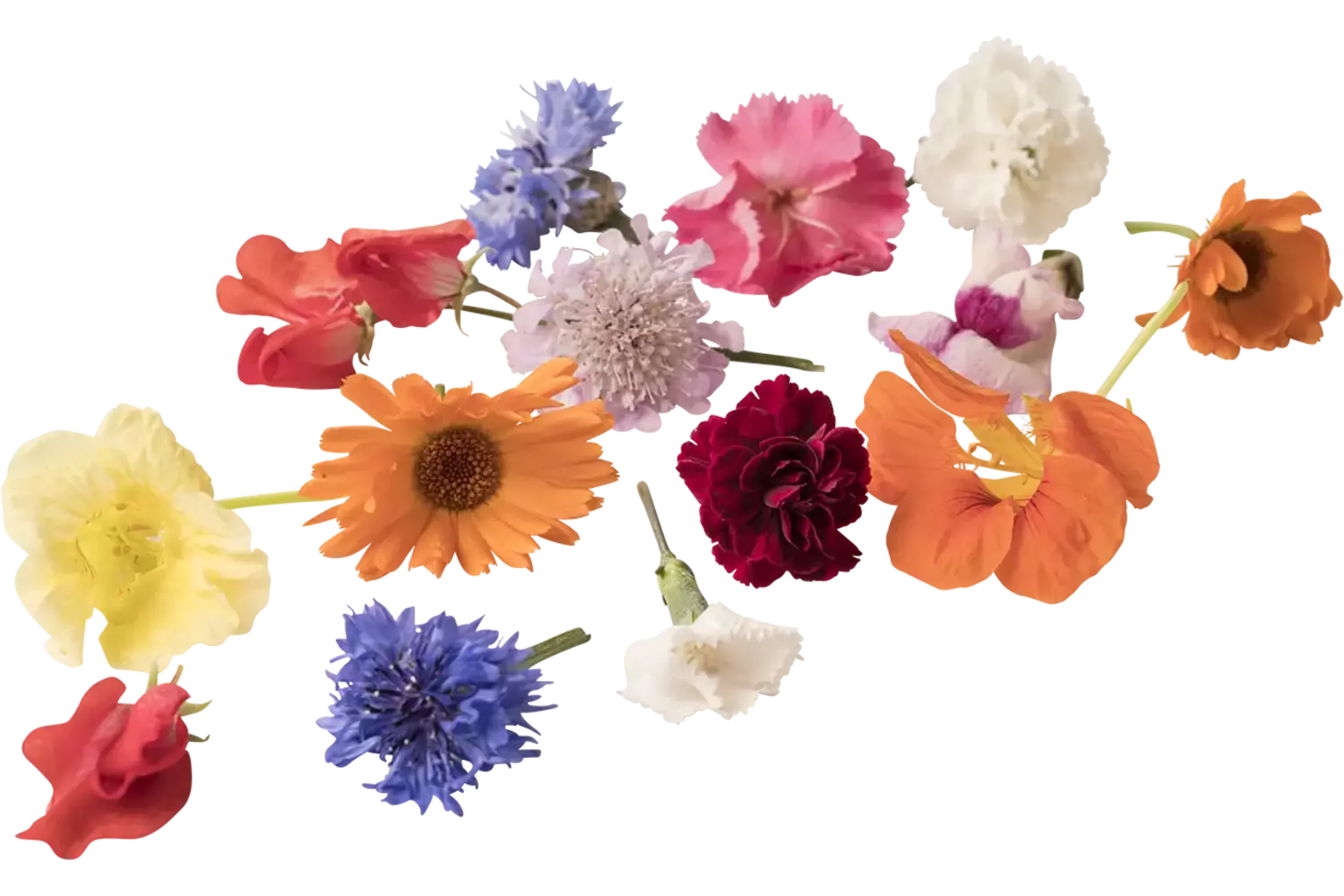 Eetbare bloem mix BOX groot 50st stuk