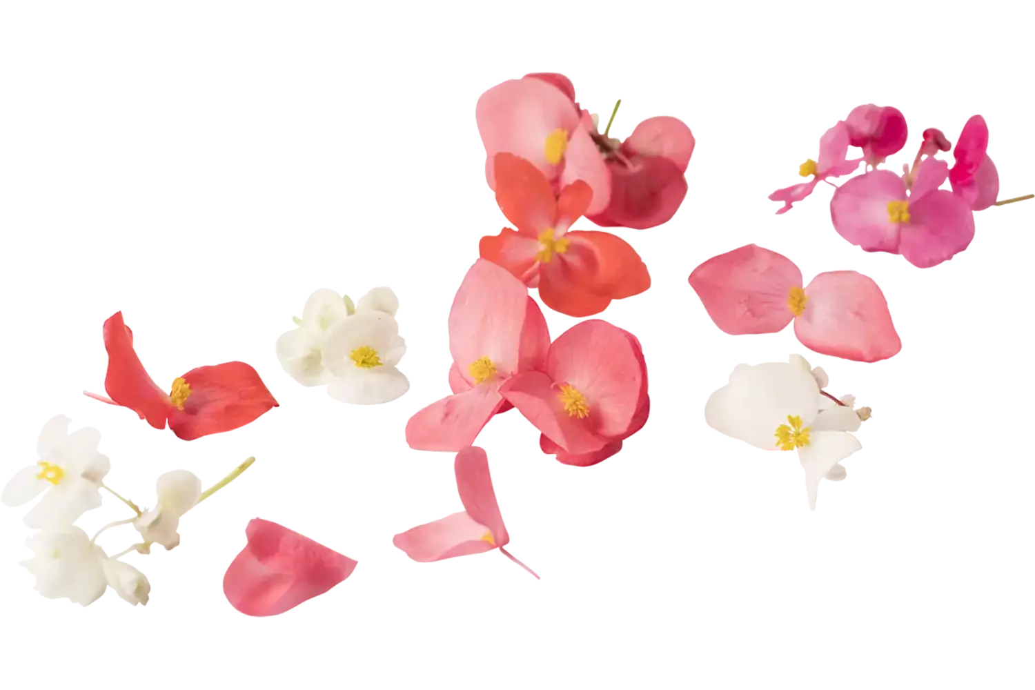 Edible flower Begonia large piece