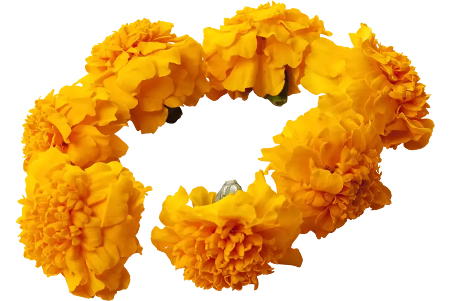 Eetbare bloem Afrikaantjes (33st.) stuk