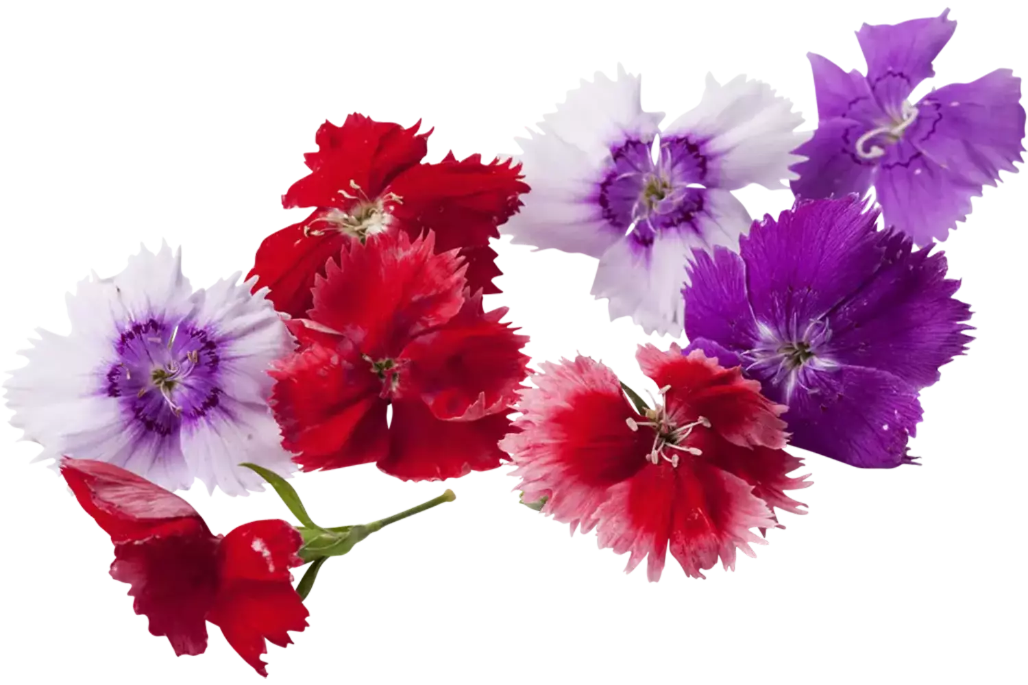 Fleur comestible Oeillets (34-36pc) pièce