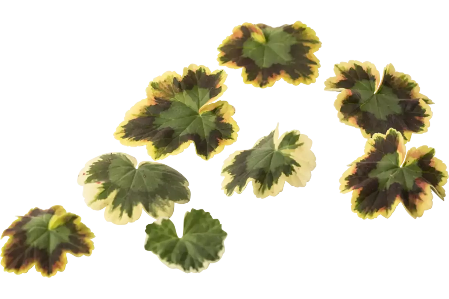 Bloem citroengeranium (pelar leaves) stuk