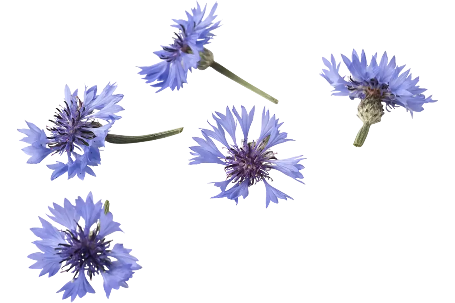 Eetbare bloem Korenbloem blauw 20-25st kist 18 stuks