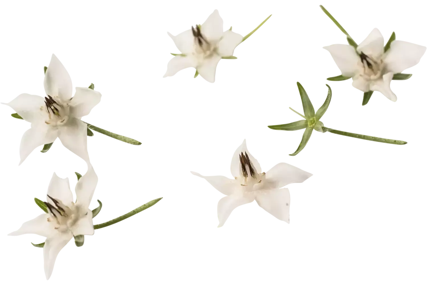 Edible flower Borage white 20pc piece