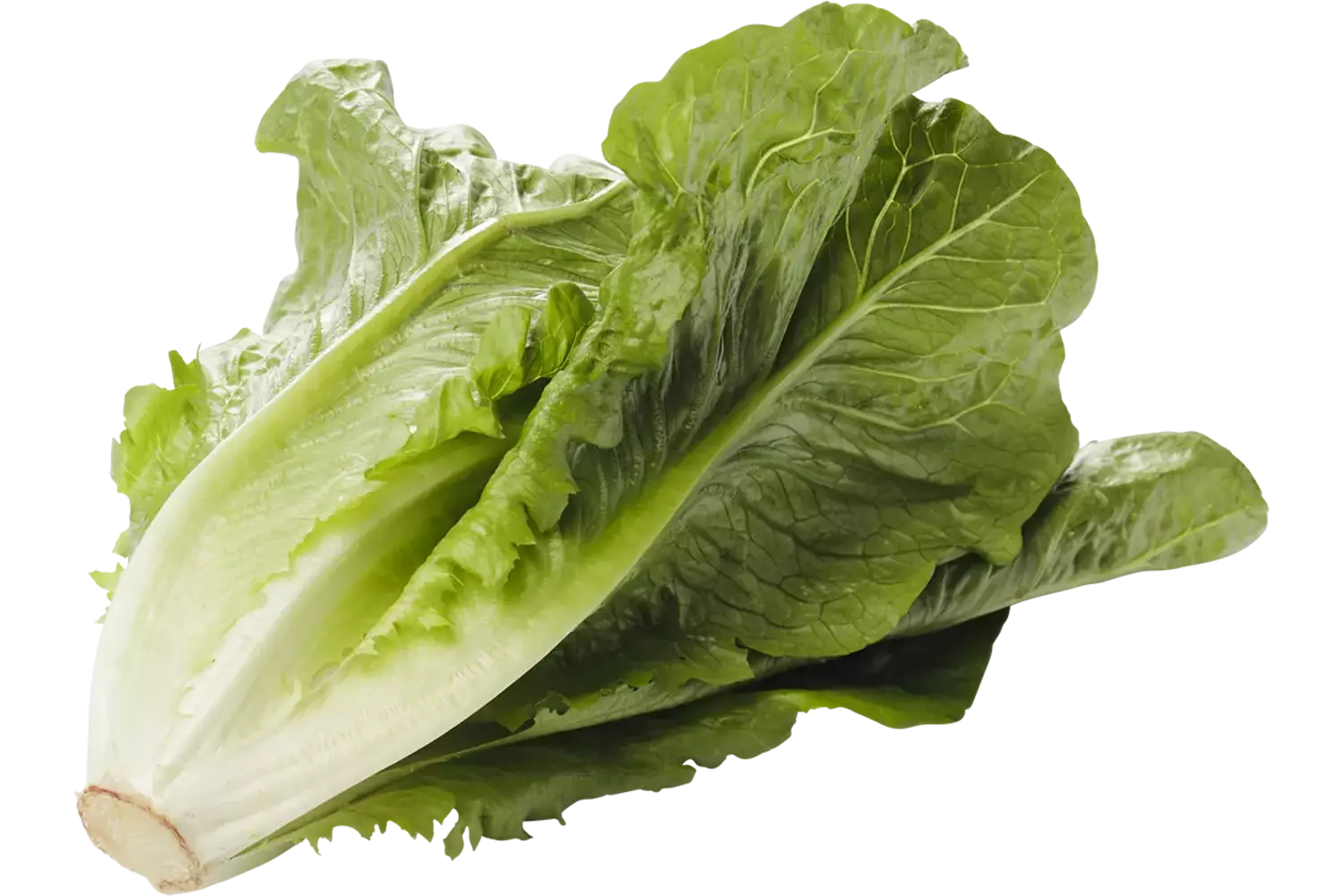 Romaine Lettuce piece