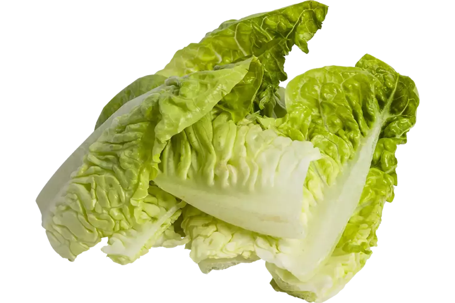 Little gem schoon 1-4 zak 1kg stuk