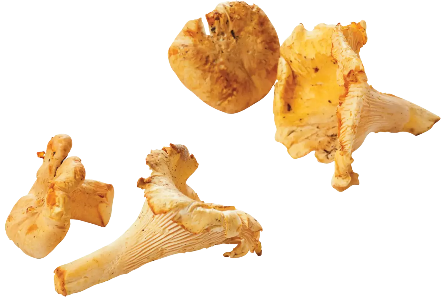 Cantharellen girolles 1kg