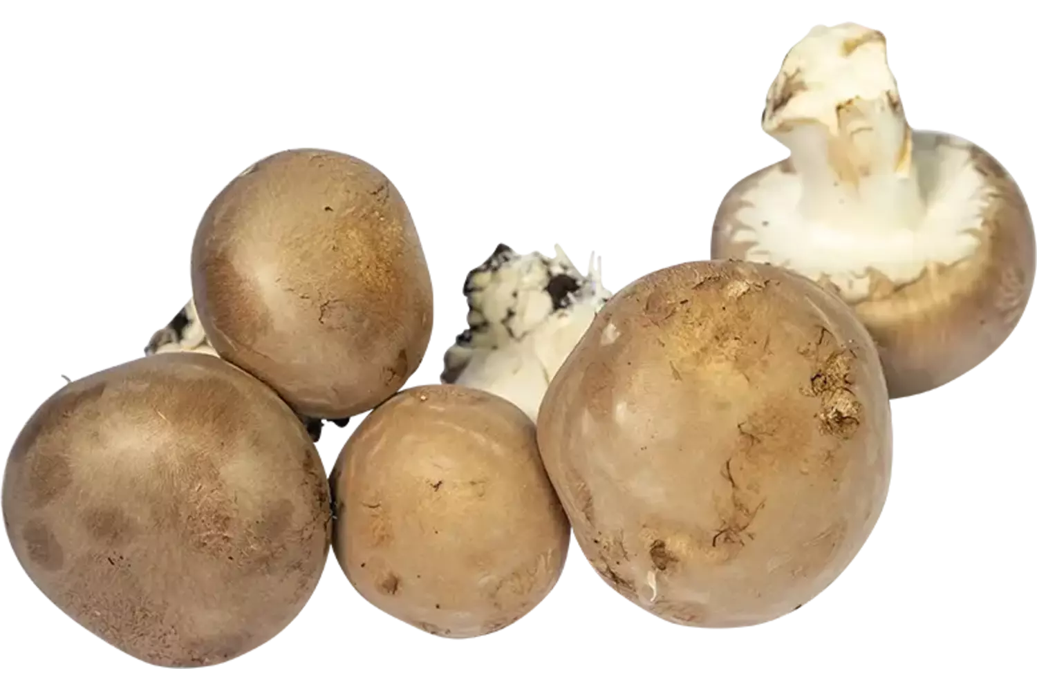 Grotchampignons doos 1kg stuk