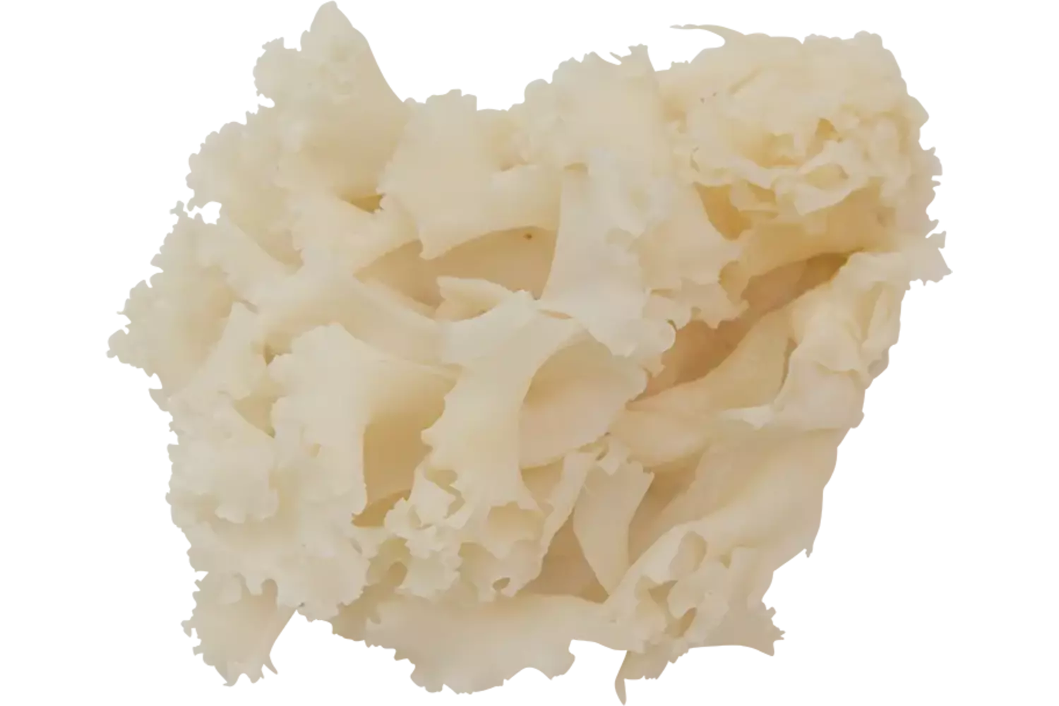 Sparassis 1kg pièce