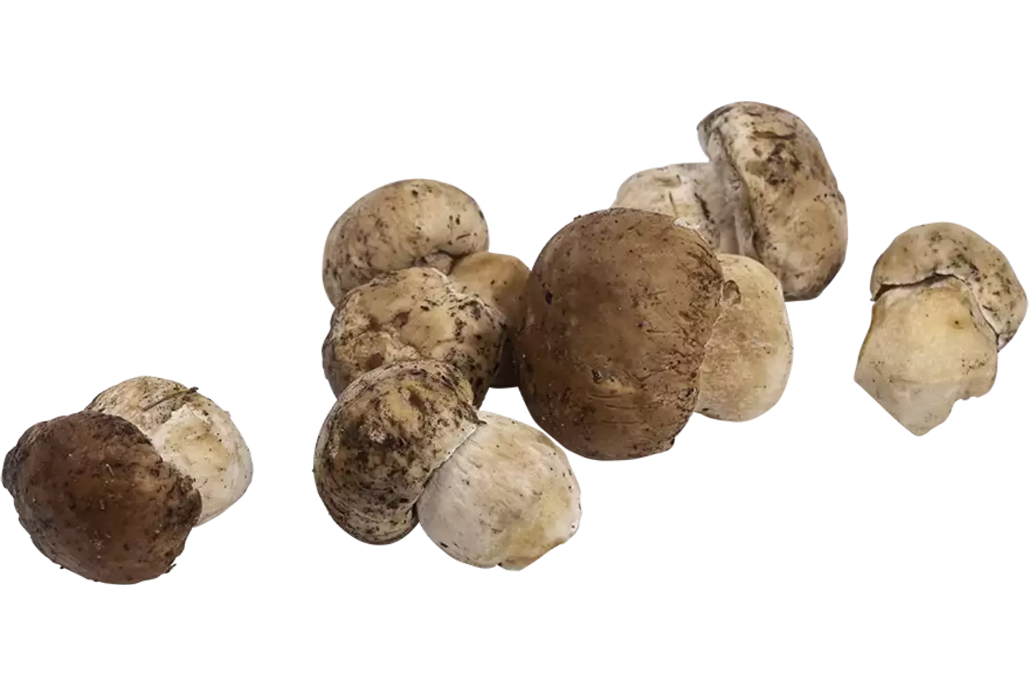 Cepes heel 1kg kist 2 stuks