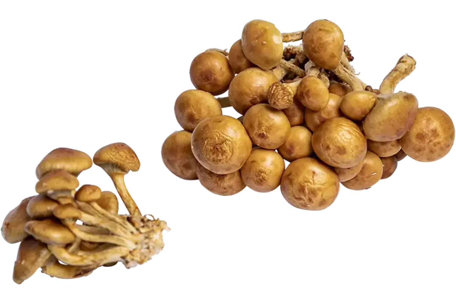 Nameco 500gr stuk