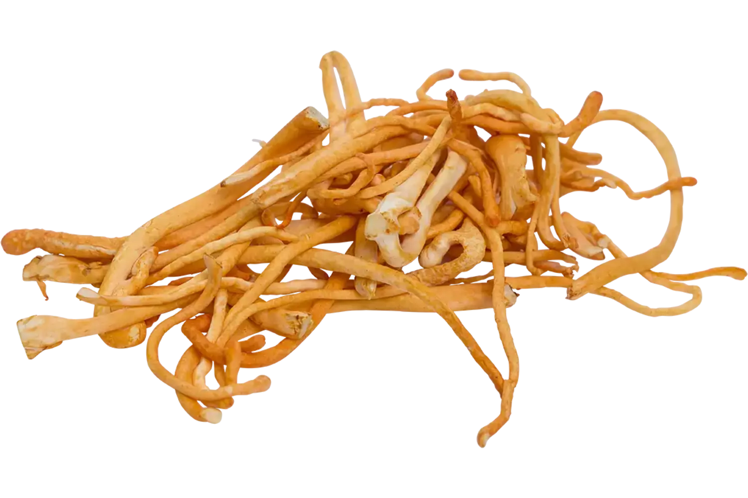 Cordyceps 500gr kist 4 stuks