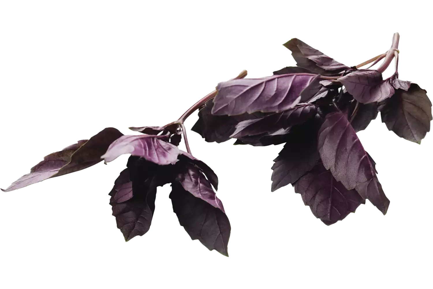 Basilic rouge 75-80g caisse 15pc