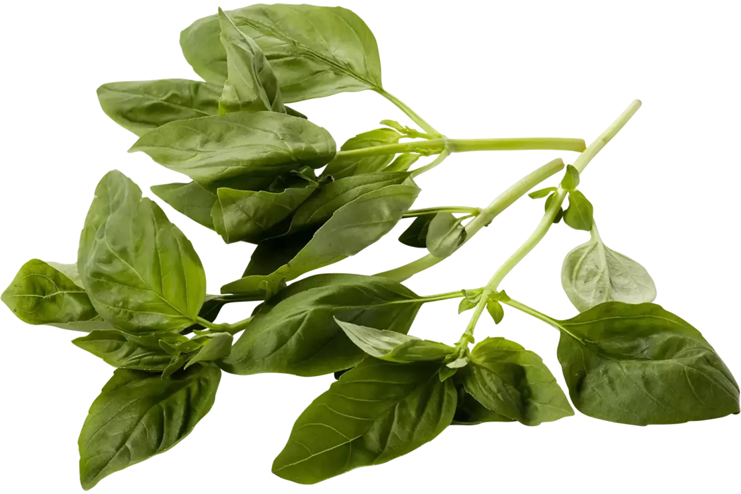 Basilic 15g caisse 15pc
