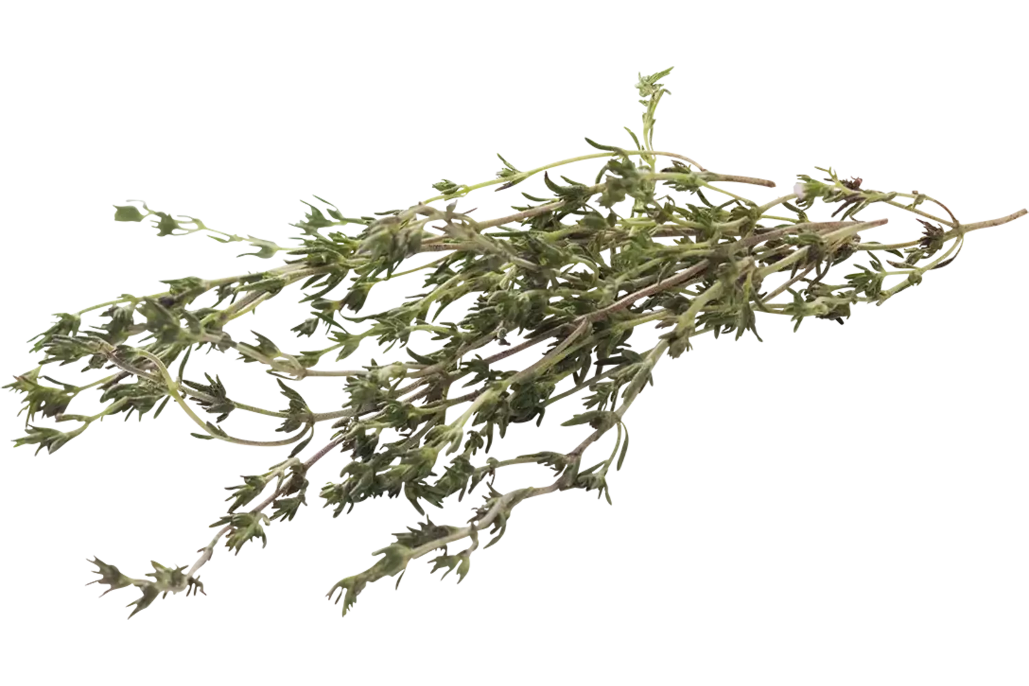 Sarriete 15g pièce