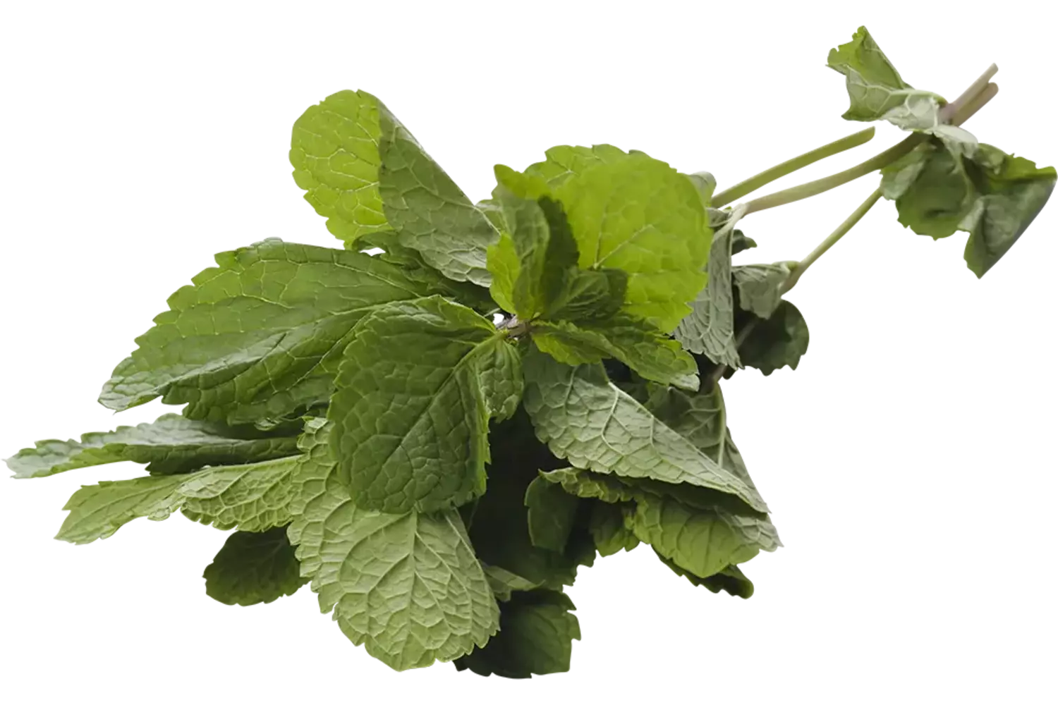 Menthe petit 15g caisse 15pc