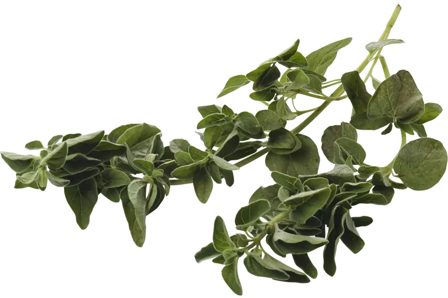 Oregano 75-80gr stuk