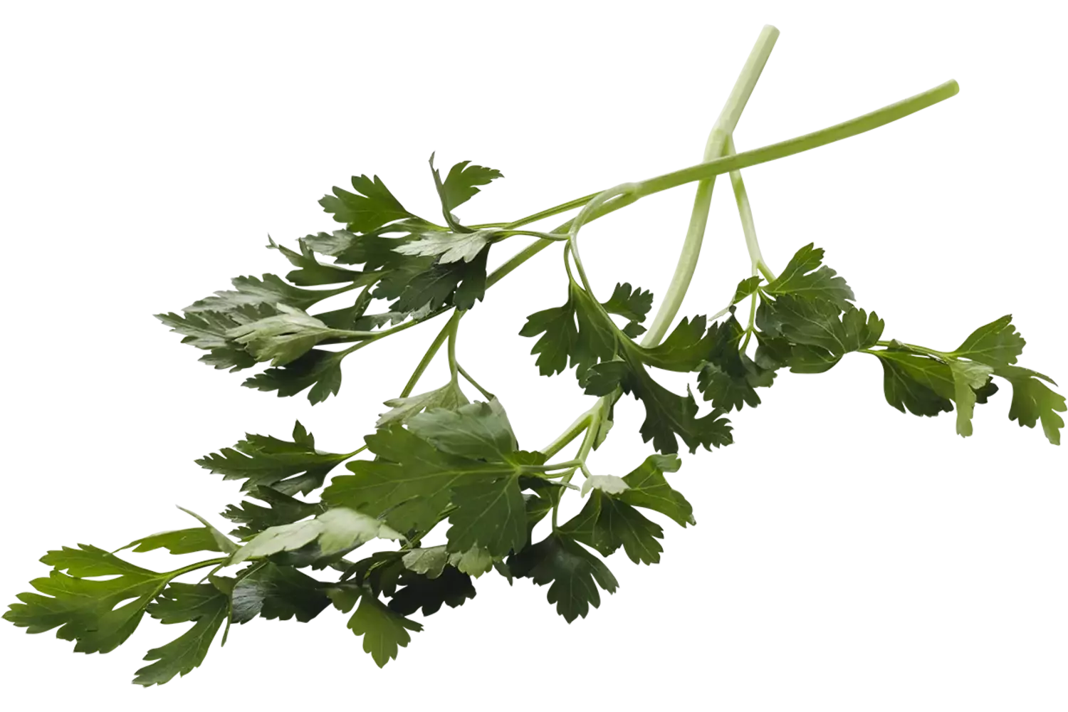 Celery small 15 gr piece