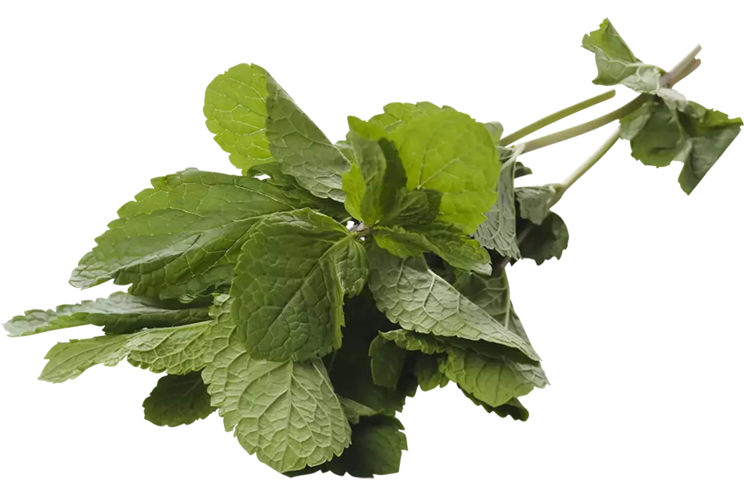 Menthe marocaine caisse 1kg