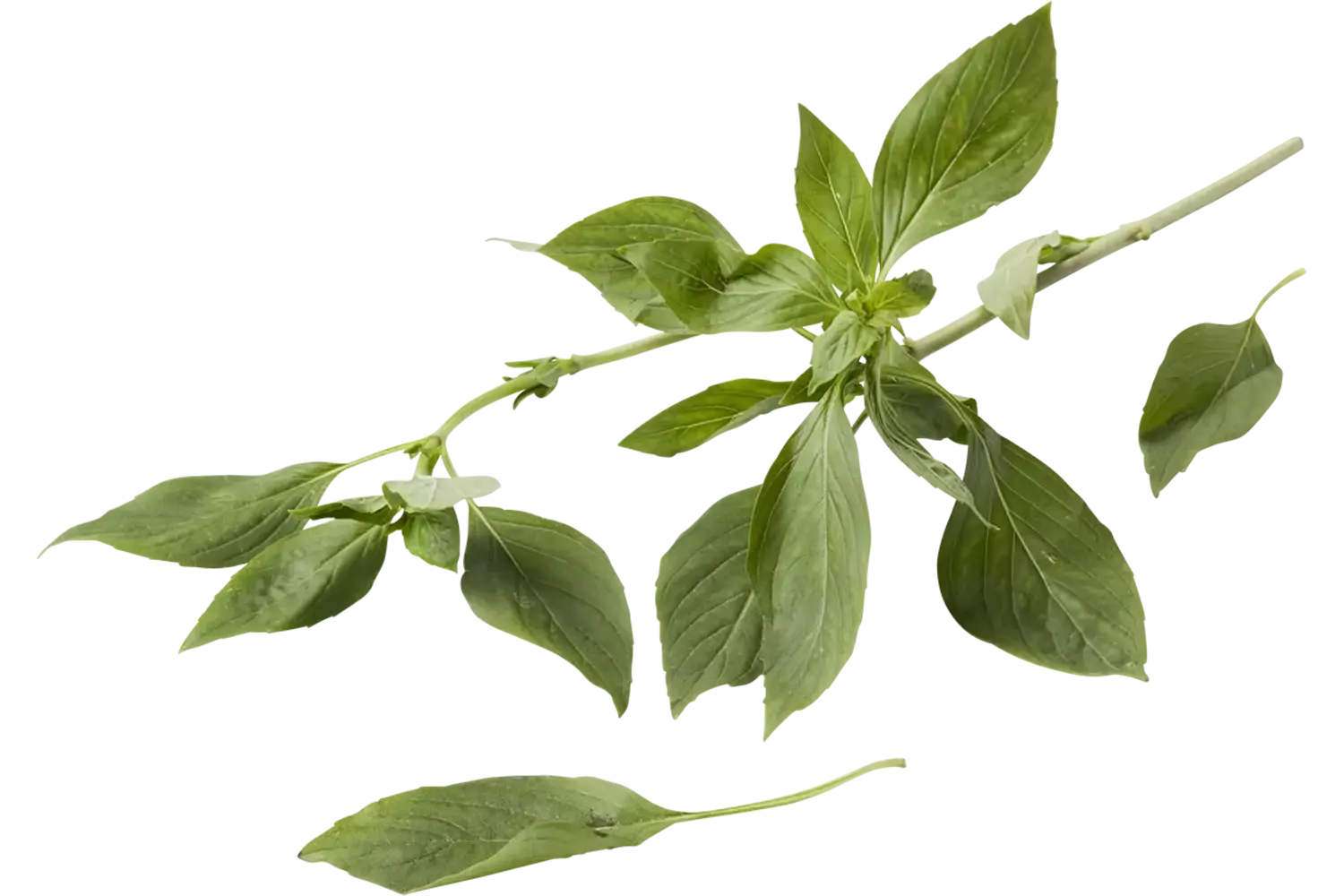 Basilic thaï pièce