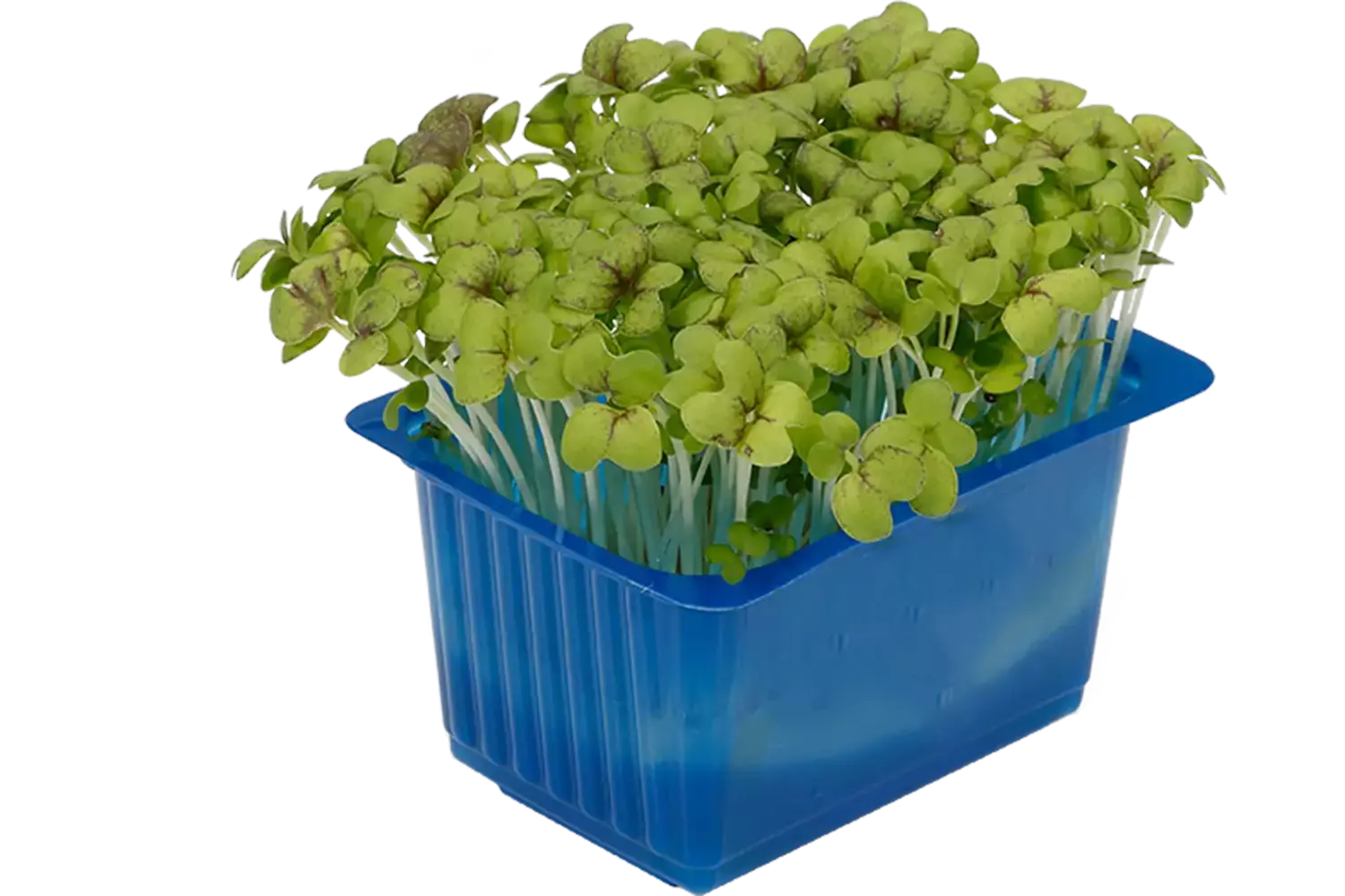 Mosterd cress single stuk