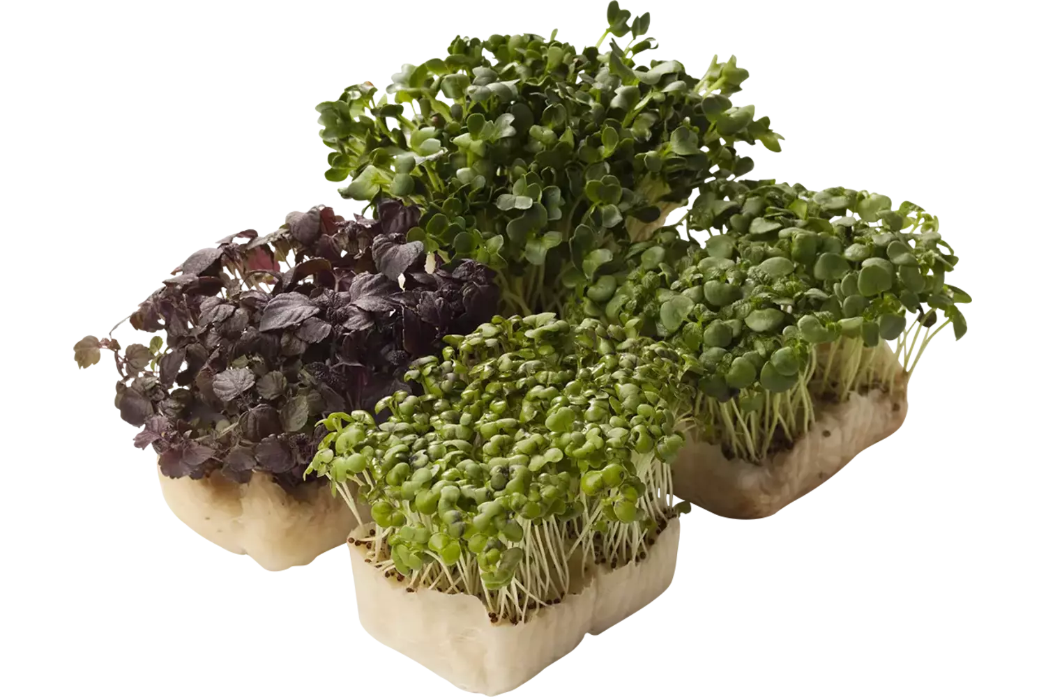 Shiso mixed naked kist 16 stuks