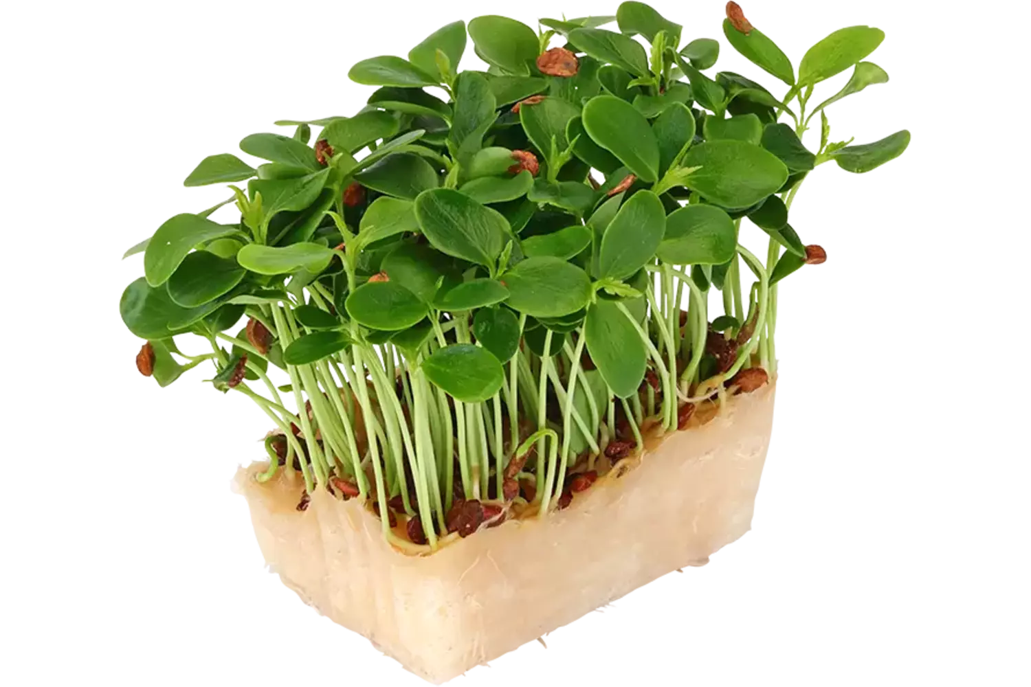 Tahoon cress single stuk