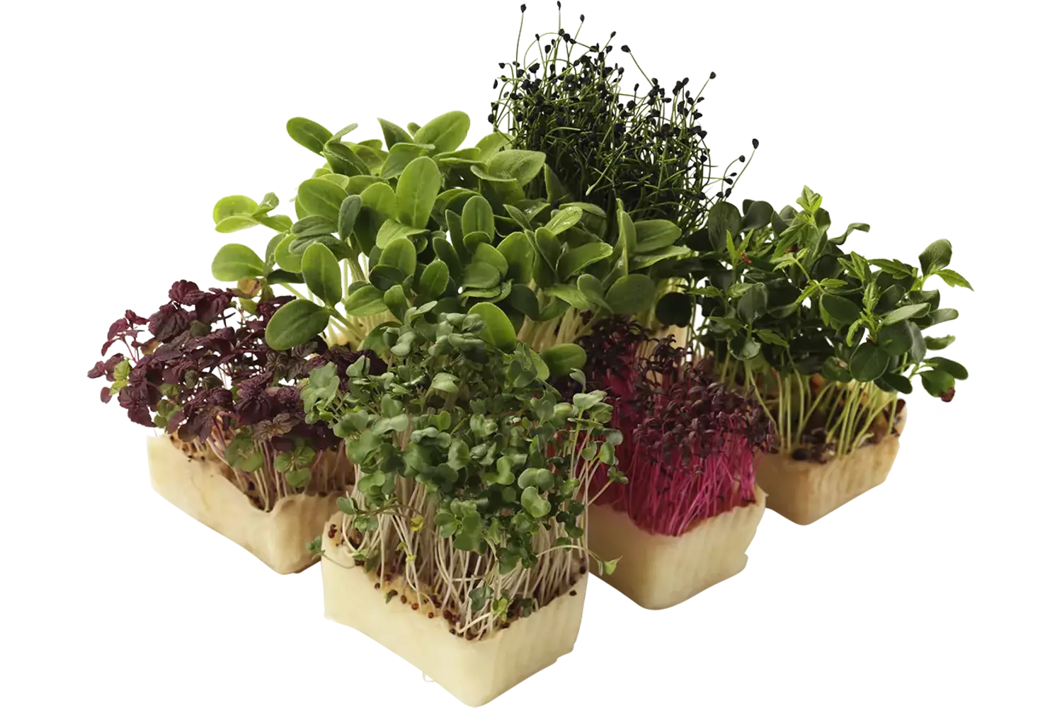 Sakura mixed kist 18 stuks