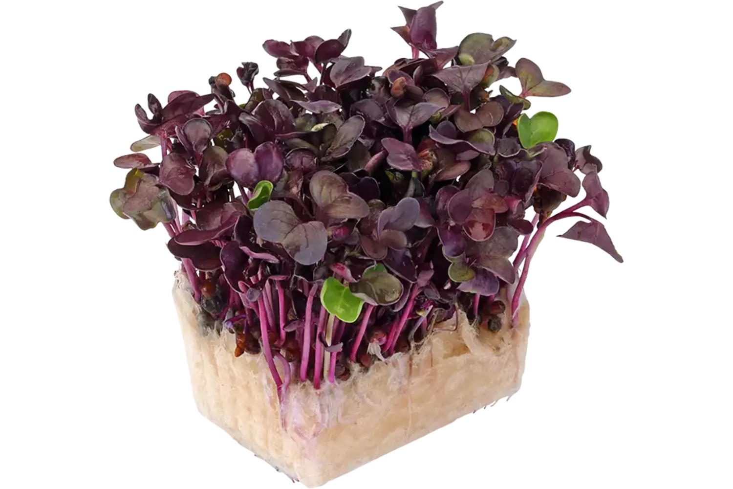 Sakura cress single stuk