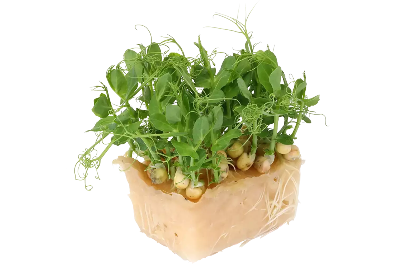 Affilla cress single stuk