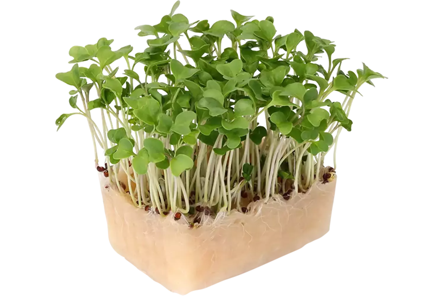 Brocco Cress stuk