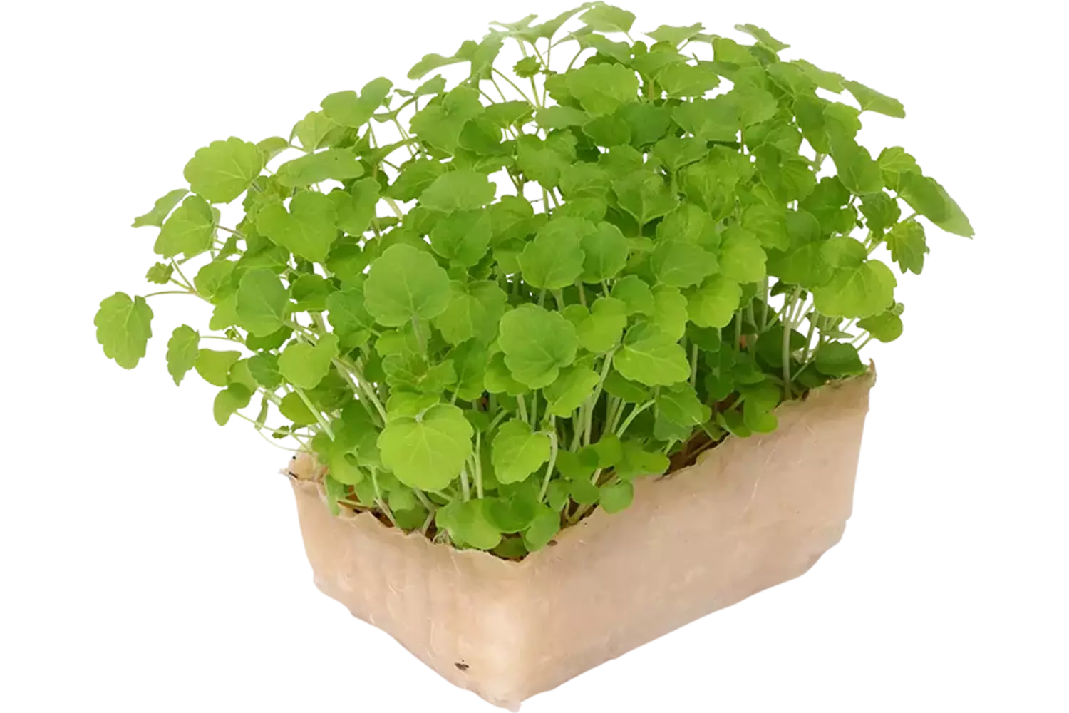 Atsina cress single stuk