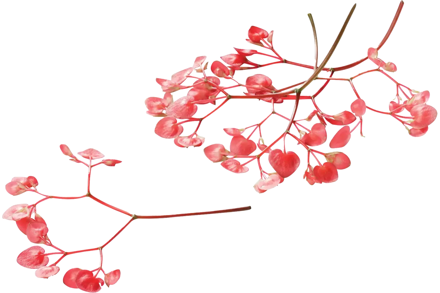 Apple blossom (+-- 100 bloemen schaal) stuk