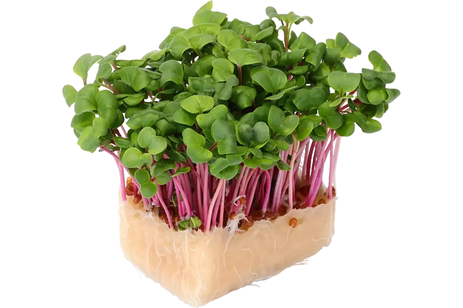 Chilli cress single stuk