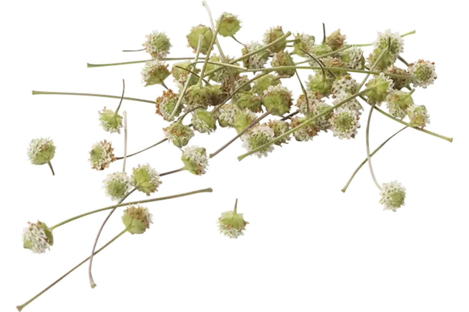 Dushi buttons +-- 50 flowers crade 2 pieces