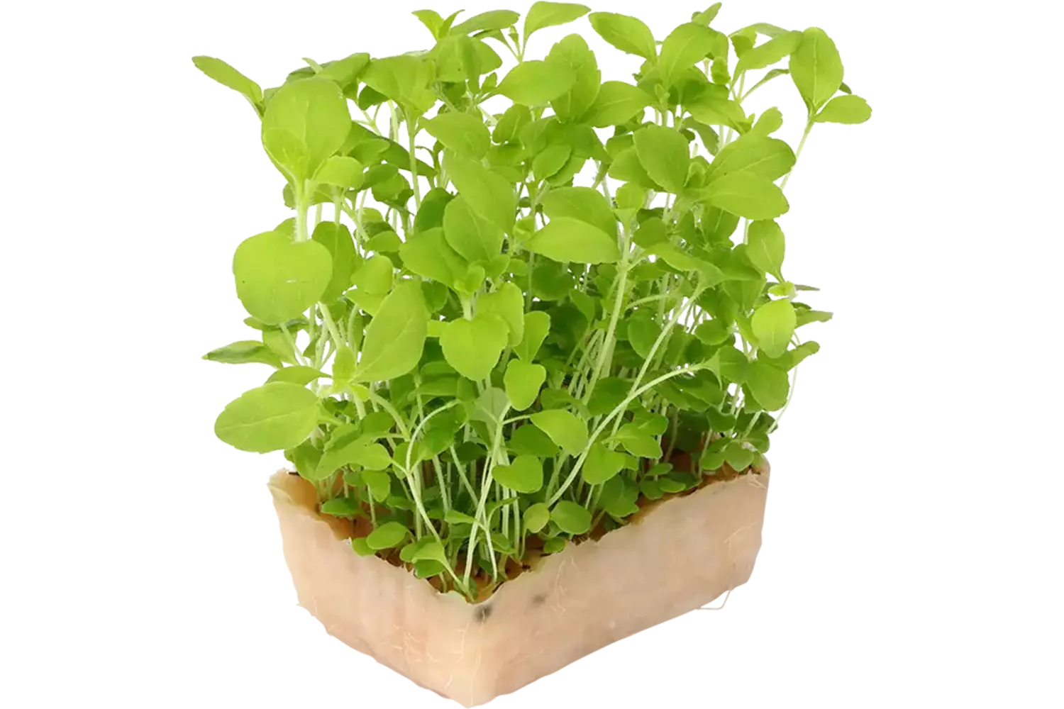 Honny Cress Duo TOPSEAL stuk