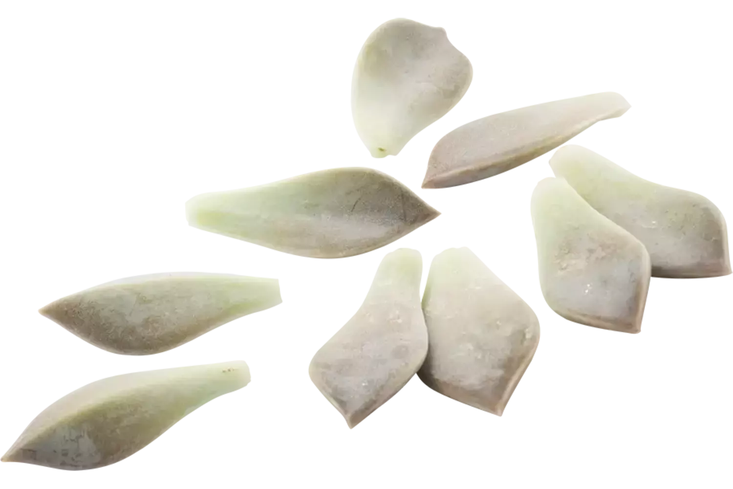 Maji leaves crade 2 pieces