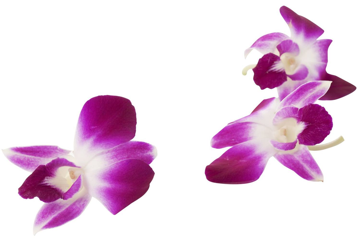 Orchids karma decoratie stuk 1